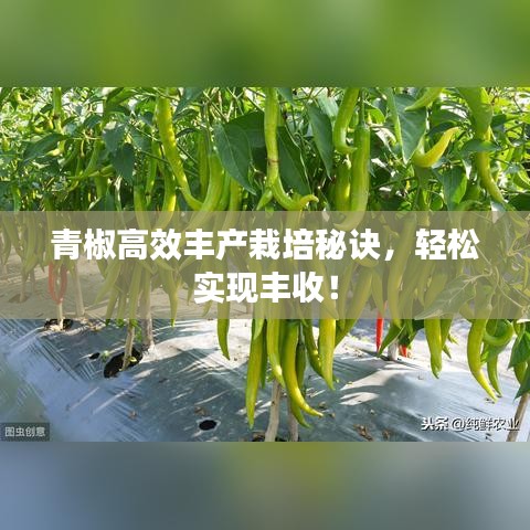 青椒高效豐產(chǎn)栽培秘訣，輕松實(shí)現(xiàn)豐收！