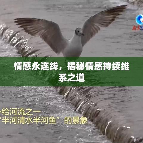 情感永連線，揭秘情感持續(xù)維系之道