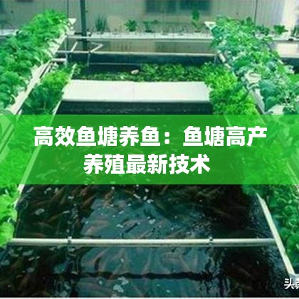 高效魚(yú)塘養(yǎng)魚(yú)：魚(yú)塘高產(chǎn)養(yǎng)殖最新技術(shù) 