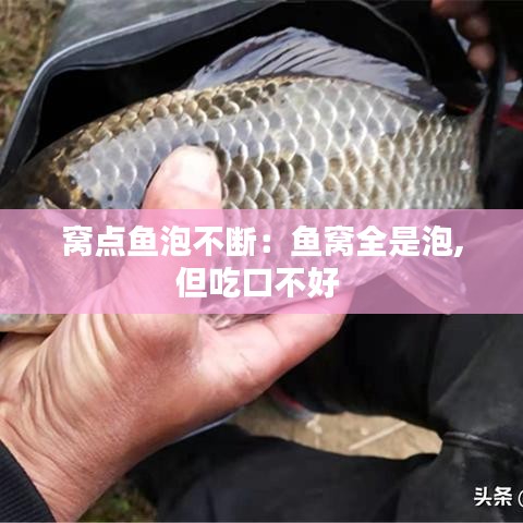 窩點(diǎn)魚(yú)泡不斷：魚(yú)窩全是泡,但吃口不好 