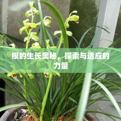 根的生長(zhǎng)奧秘，探索與適應(yīng)的力量