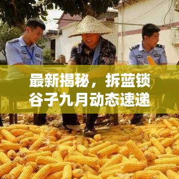 最新揭秘，拆藍(lán)鎖谷子九月動態(tài)速遞