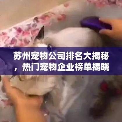 蘇州寵物公司排名大揭秘，熱門寵物企業(yè)榜單揭曉！