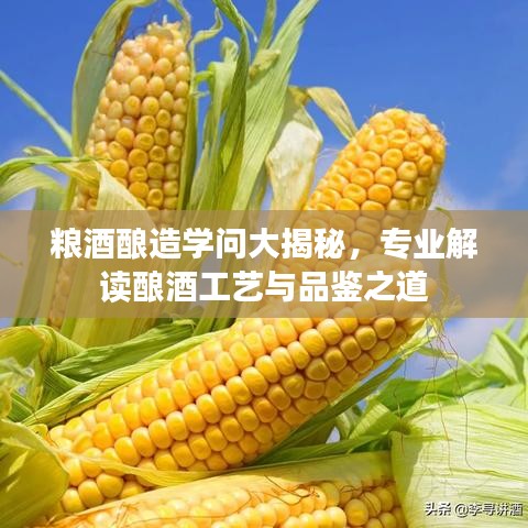糧酒釀造學(xué)問大揭秘，專業(yè)解讀釀酒工藝與品鑒之道