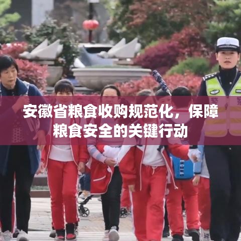 安徽省糧食收購規(guī)范化，保障糧食安全的關(guān)鍵行動