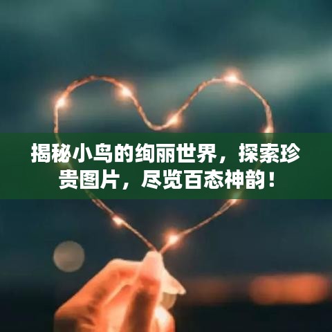 揭秘小鳥(niǎo)的絢麗世界，探索珍貴圖片，盡覽百態(tài)神韻！