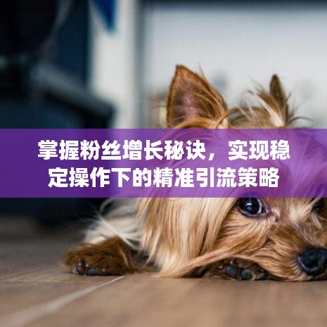 掌握粉絲增長秘訣，實(shí)現(xiàn)穩(wěn)定操作下的精準(zhǔn)引流策略