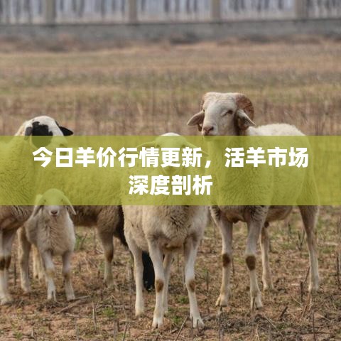今日羊價行情更新，活羊市場深度剖析