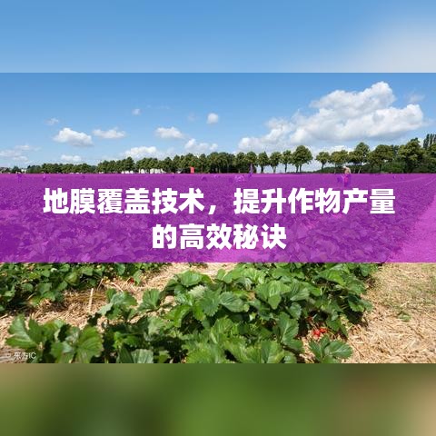 地膜覆蓋技術(shù)，提升作物產(chǎn)量的高效秘訣