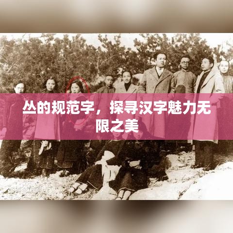 叢的規(guī)范字，探尋漢字魅力無限之美