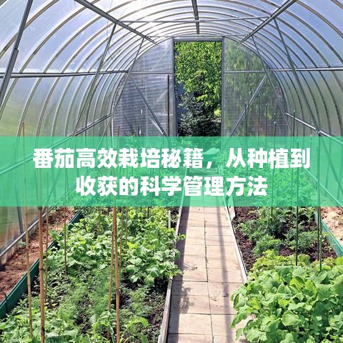 番茄高效栽培秘籍，從種植到收獲的科學管理方法