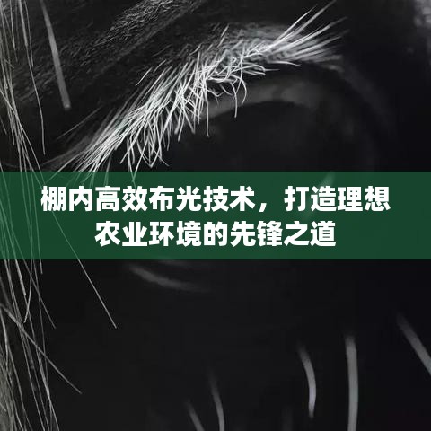 棚內高效布光技術，打造理想農業(yè)環(huán)境的先鋒之道