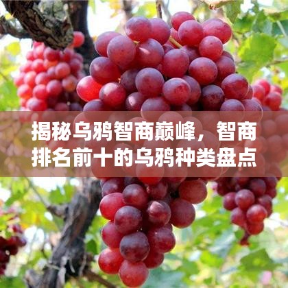 揭秘烏鴉智商巔峰，智商排名前十的烏鴉種類盤(pán)點(diǎn)！