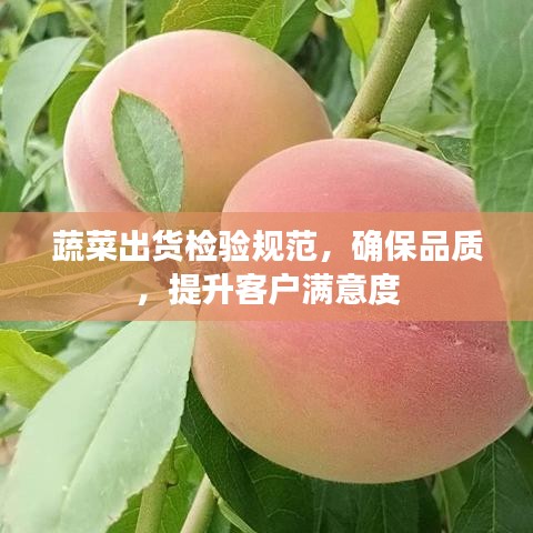 蔬菜出貨檢驗(yàn)規(guī)范，確保品質(zhì)，提升客戶滿意度