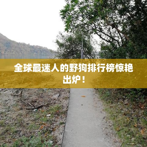 全球最迷人的野狗排行榜驚艷出爐！