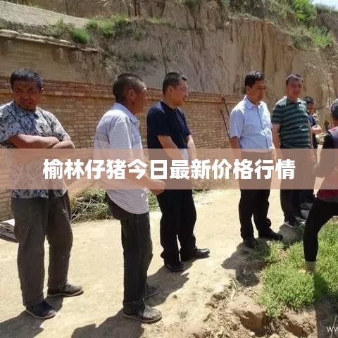 榆林仔豬今日最新價(jià)格行情