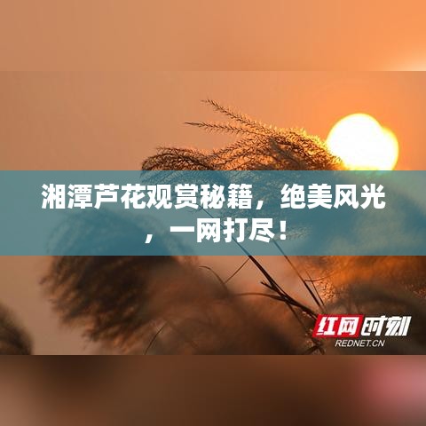 湘潭蘆花觀賞秘籍，絕美風(fēng)光，一網(wǎng)打盡！