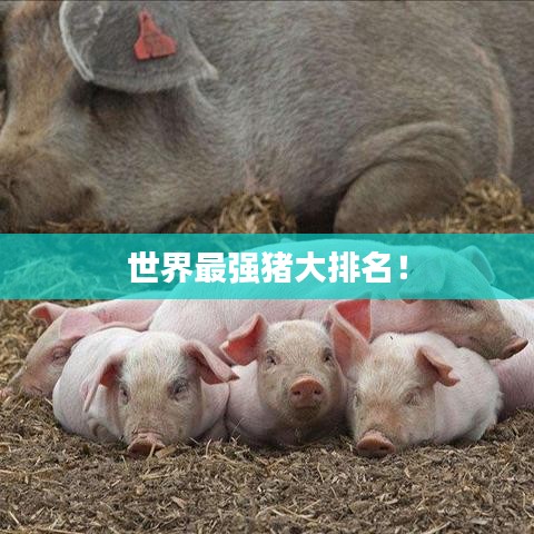 世界最強豬大排名！