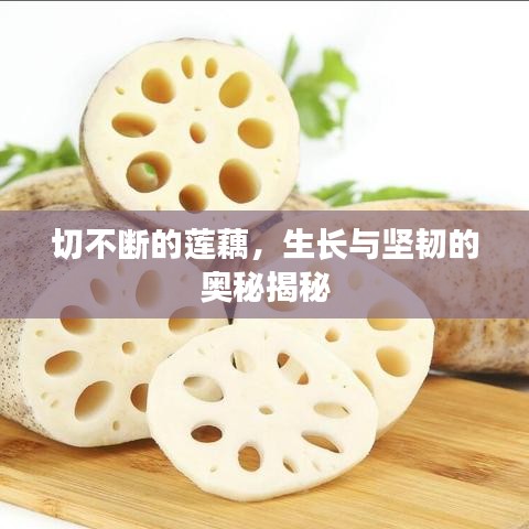 切不斷的蓮藕，生長(zhǎng)與堅(jiān)韌的奧秘揭秘