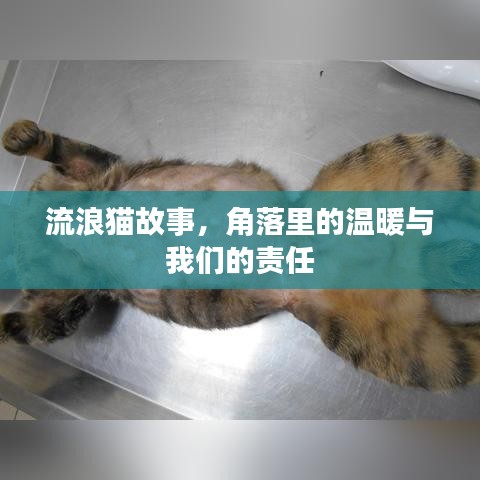 流浪貓故事，角落里的溫暖與我們的責(zé)任