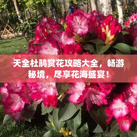 天全杜鵑賞花攻略大全，暢游秘境，盡享花海盛宴！