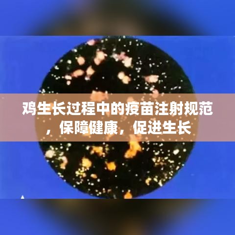 雞生長過程中的疫苗注射規(guī)范，保障健康，促進(jìn)生長