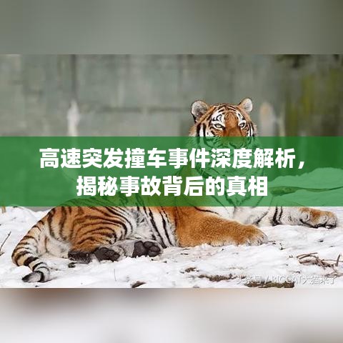 高速突發(fā)撞車事件深度解析，揭秘事故背后的真相