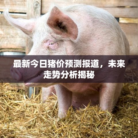 最新今日豬價(jià)預(yù)測(cè)報(bào)道，未來走勢(shì)分析揭秘