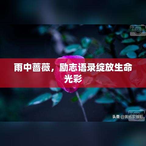 雨中薔薇，勵志語錄綻放生命光彩