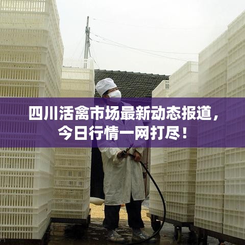 四川活禽市場最新動(dòng)態(tài)報(bào)道，今日行情一網(wǎng)打盡！