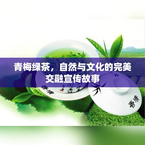 青梅綠茶，自然與文化的完美交融宣傳故事
