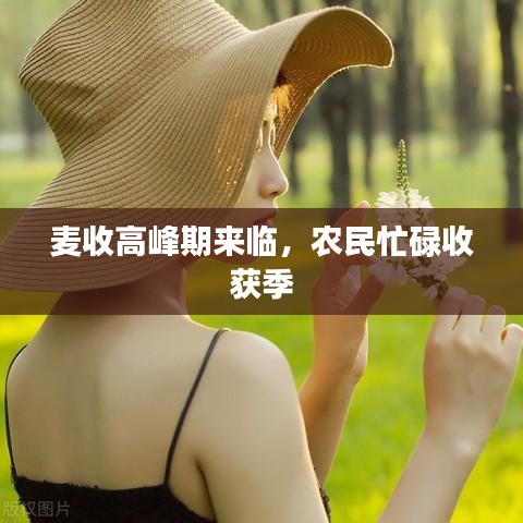 麥?zhǔn)崭叻迤趤砼R，農(nóng)民忙碌收獲季