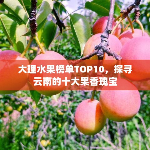 大理水果榜單TOP10，探尋云南的十大果香瑰寶