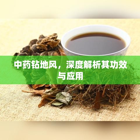 中藥鉆地風(fēng)，深度解析其功效與應(yīng)用