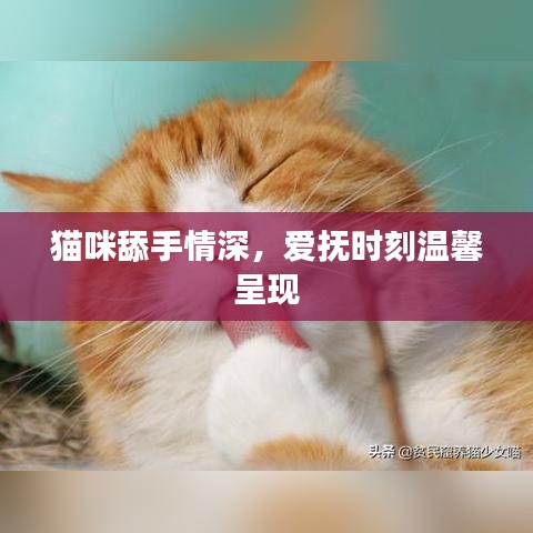 貓咪舔手情深，愛撫時刻溫馨呈現(xiàn)