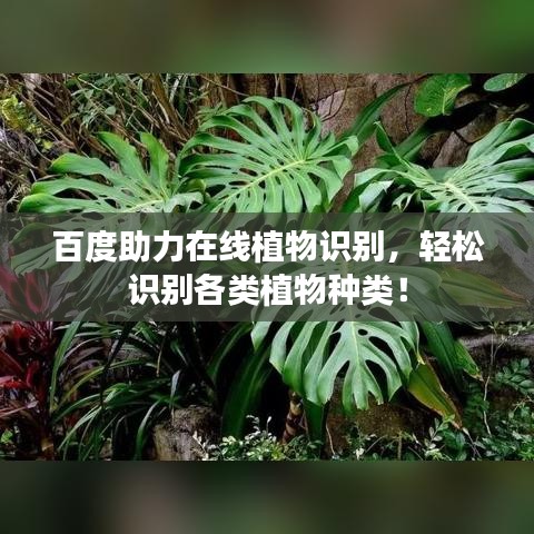 百度助力在線植物識(shí)別，輕松識(shí)別各類植物種類！