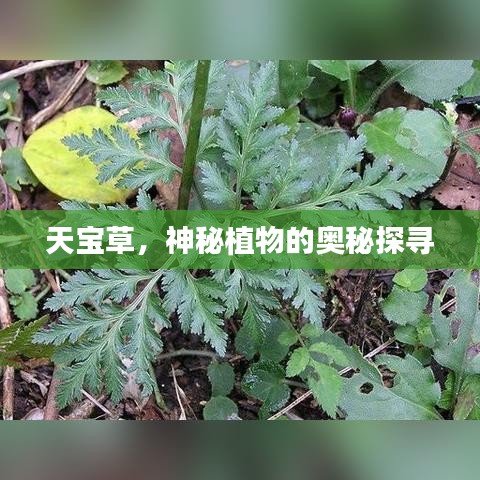 天寶草，神秘植物的奧秘探尋