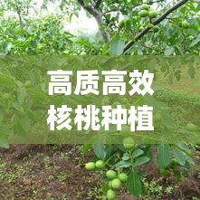 高質(zhì)高效核桃種植技術(shù)揭秘與未來發(fā)展展望