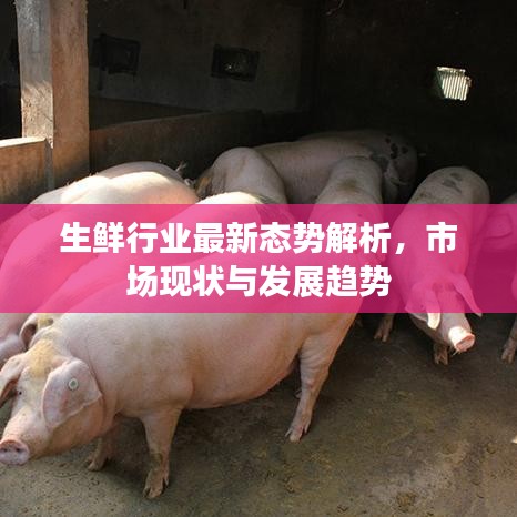 生鮮行業(yè)最新態(tài)勢解析，市場現(xiàn)狀與發(fā)展趨勢