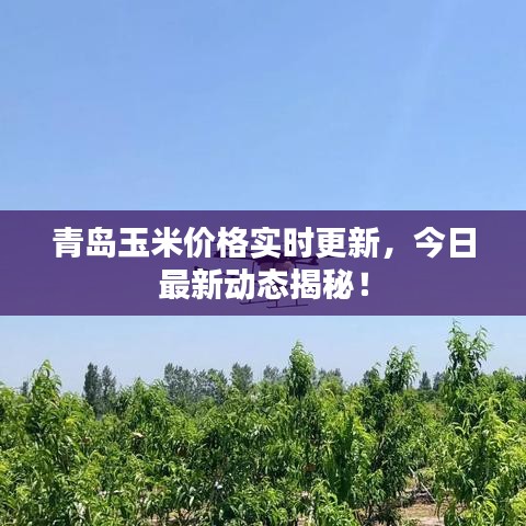 青島玉米價(jià)格實(shí)時(shí)更新，今日最新動(dòng)態(tài)揭秘！